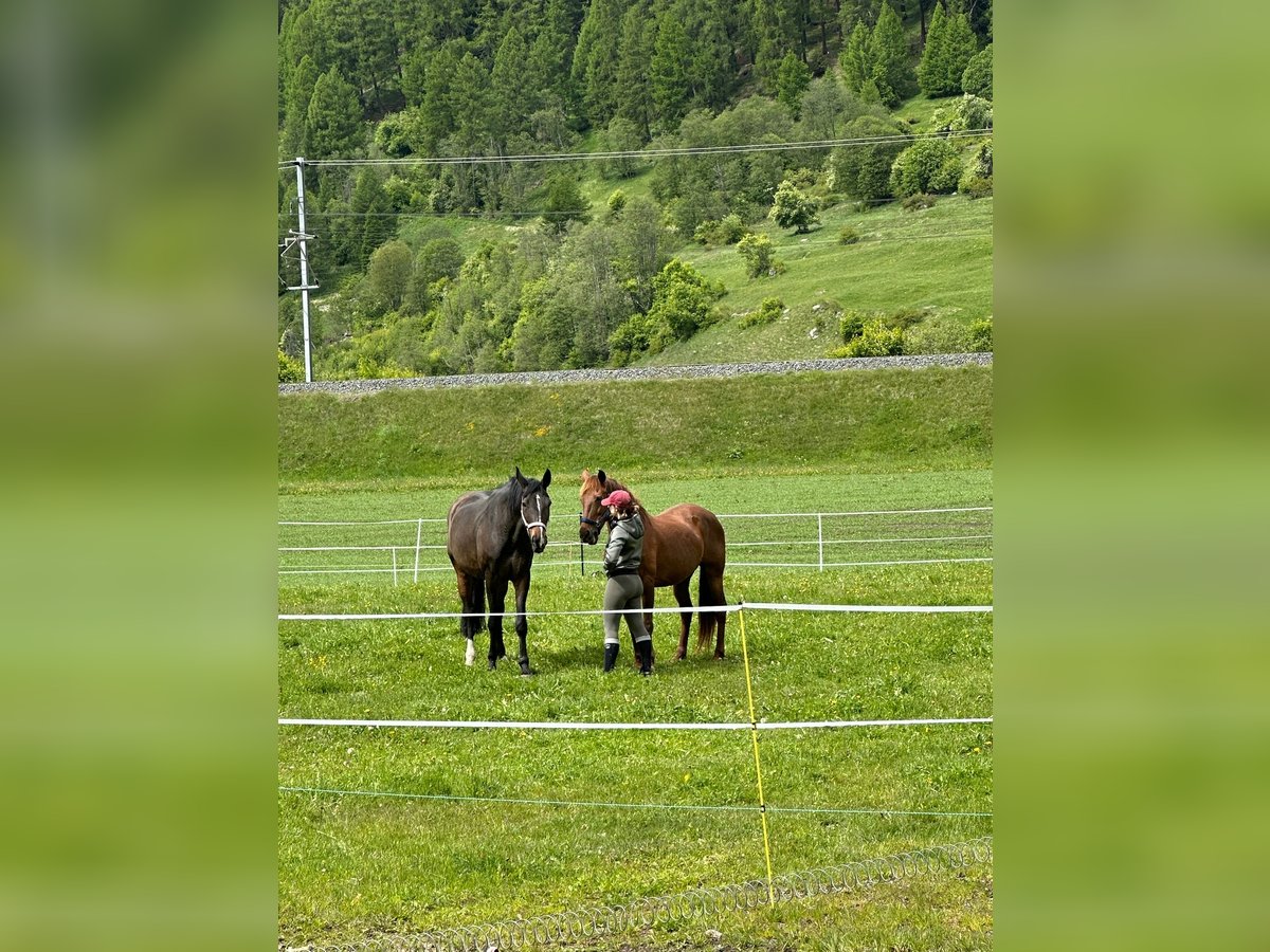 Oldenburg Mare 15 years 16,3 hh Bay-Dark in Zernez