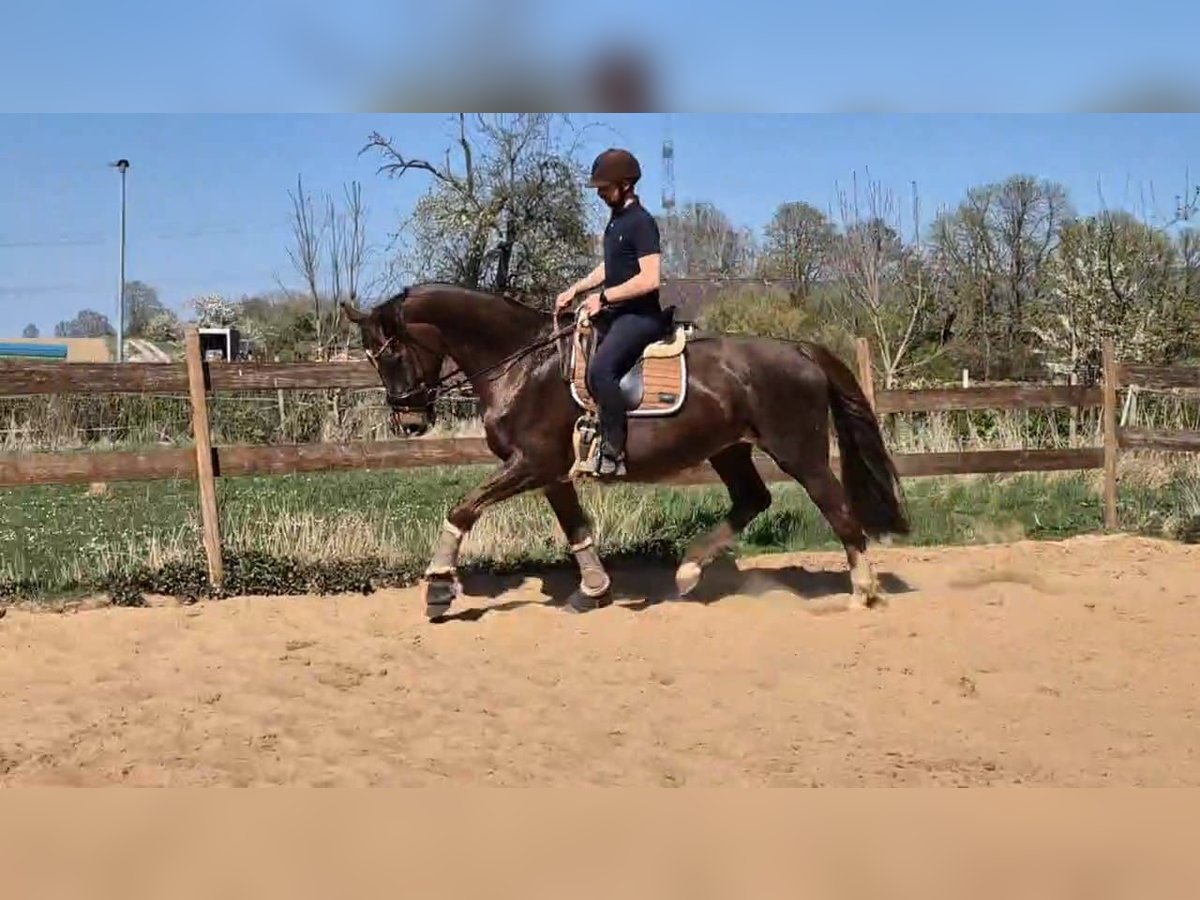 Oldenburg Mare 15 years 16,3 hh Chestnut in Bad M&#xFC;nder am Deister