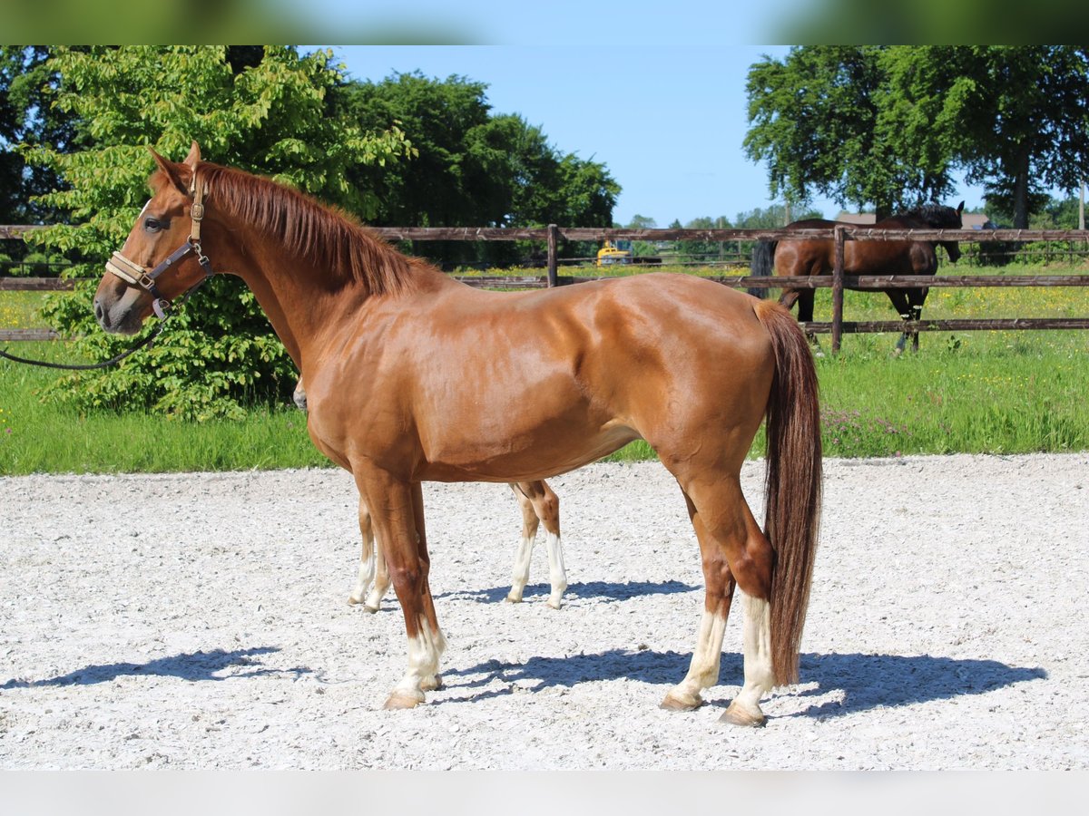 Oldenburg Mare 15 years Chestnut-Red in Rocherath