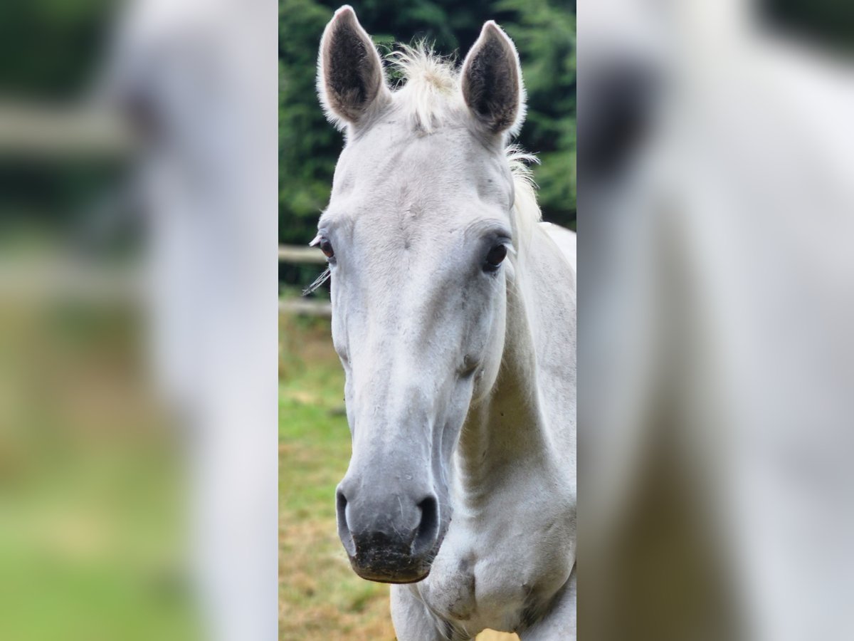 Oldenburg Mare 16 years 16,1 hh Gray-Dark-Tan in Bad Oldesloe