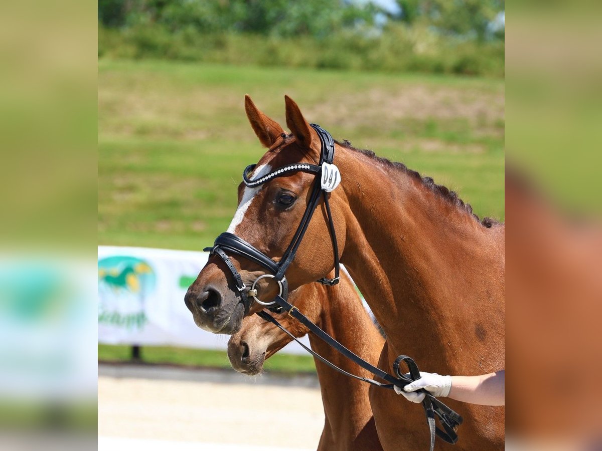 Oldenburg Mare 16 years 16,2 hh Chestnut in Werder