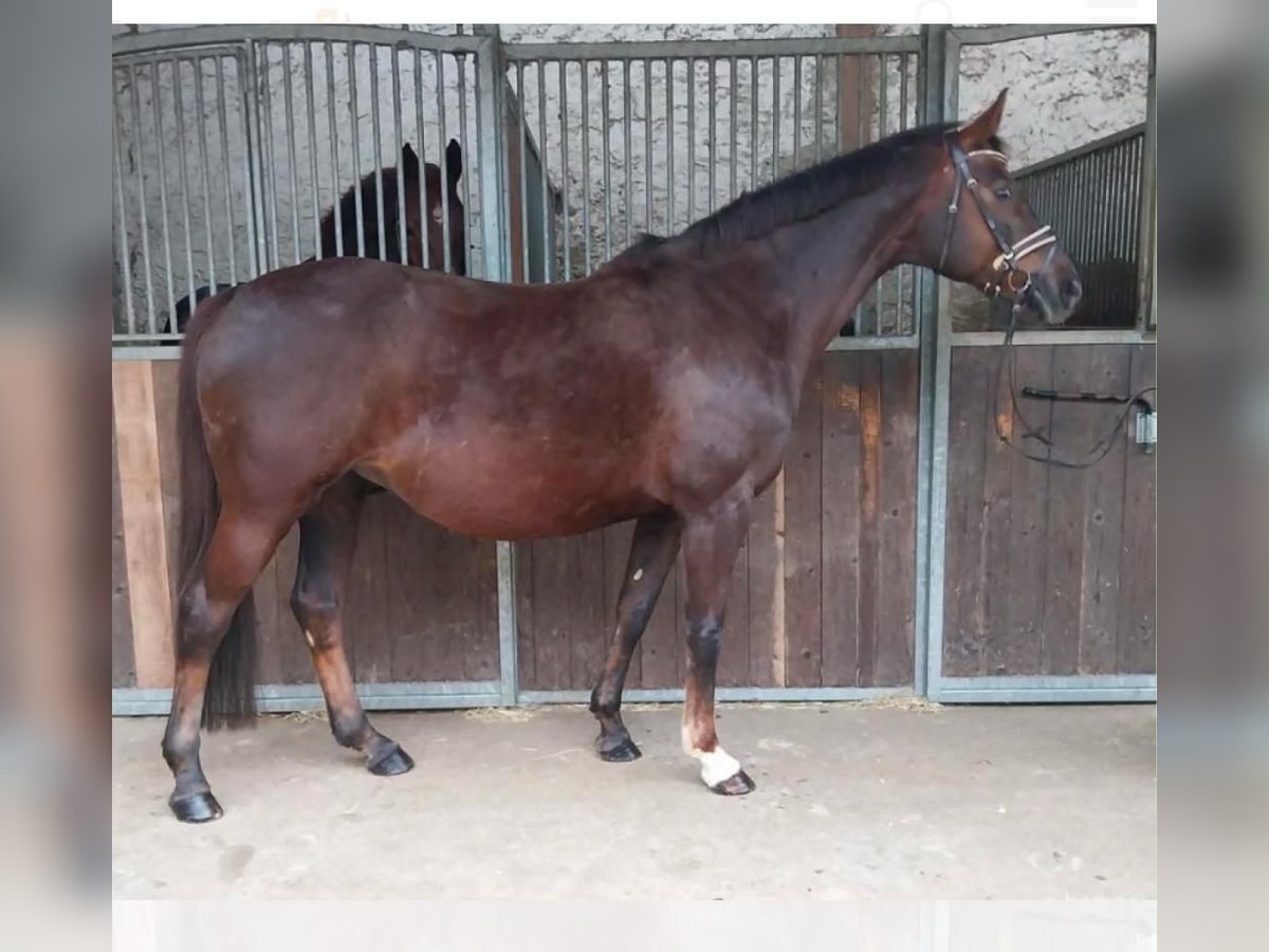 Oldenburg Mare 16 years 16 hh Chestnut in Ladbergen