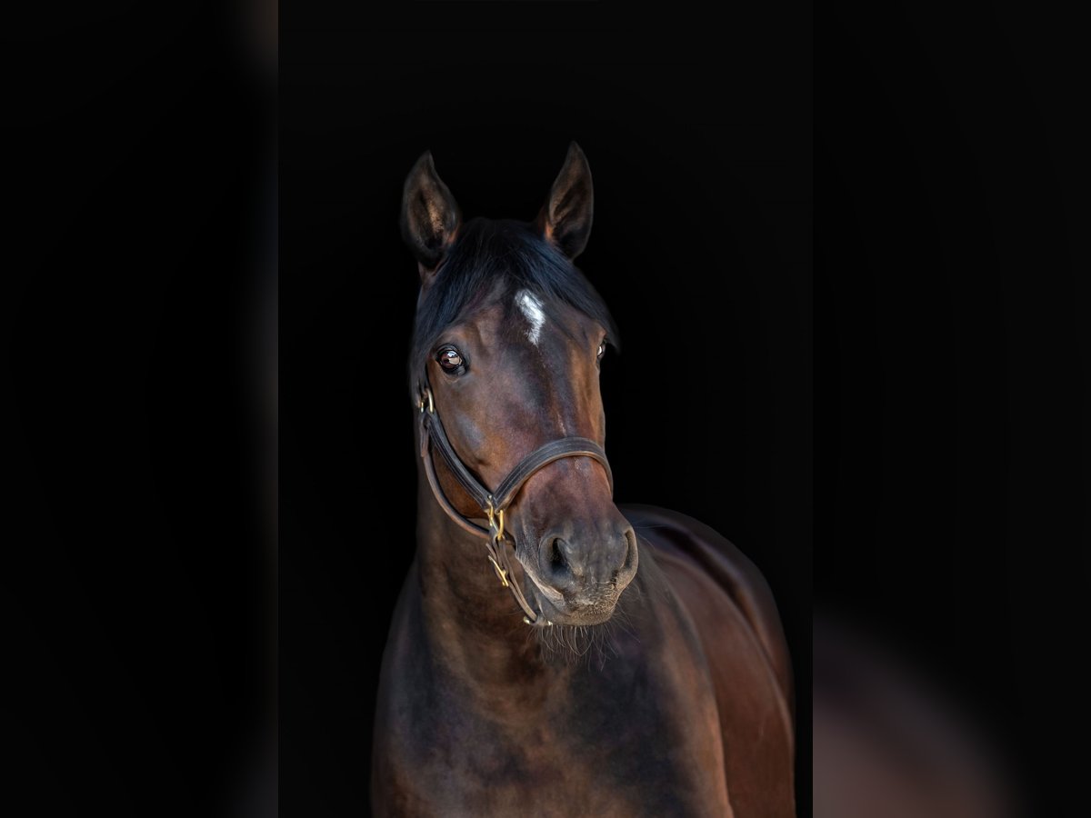 Oldenburg Mare 16 years 16,1 hh Bay-Dark in Hanstedt