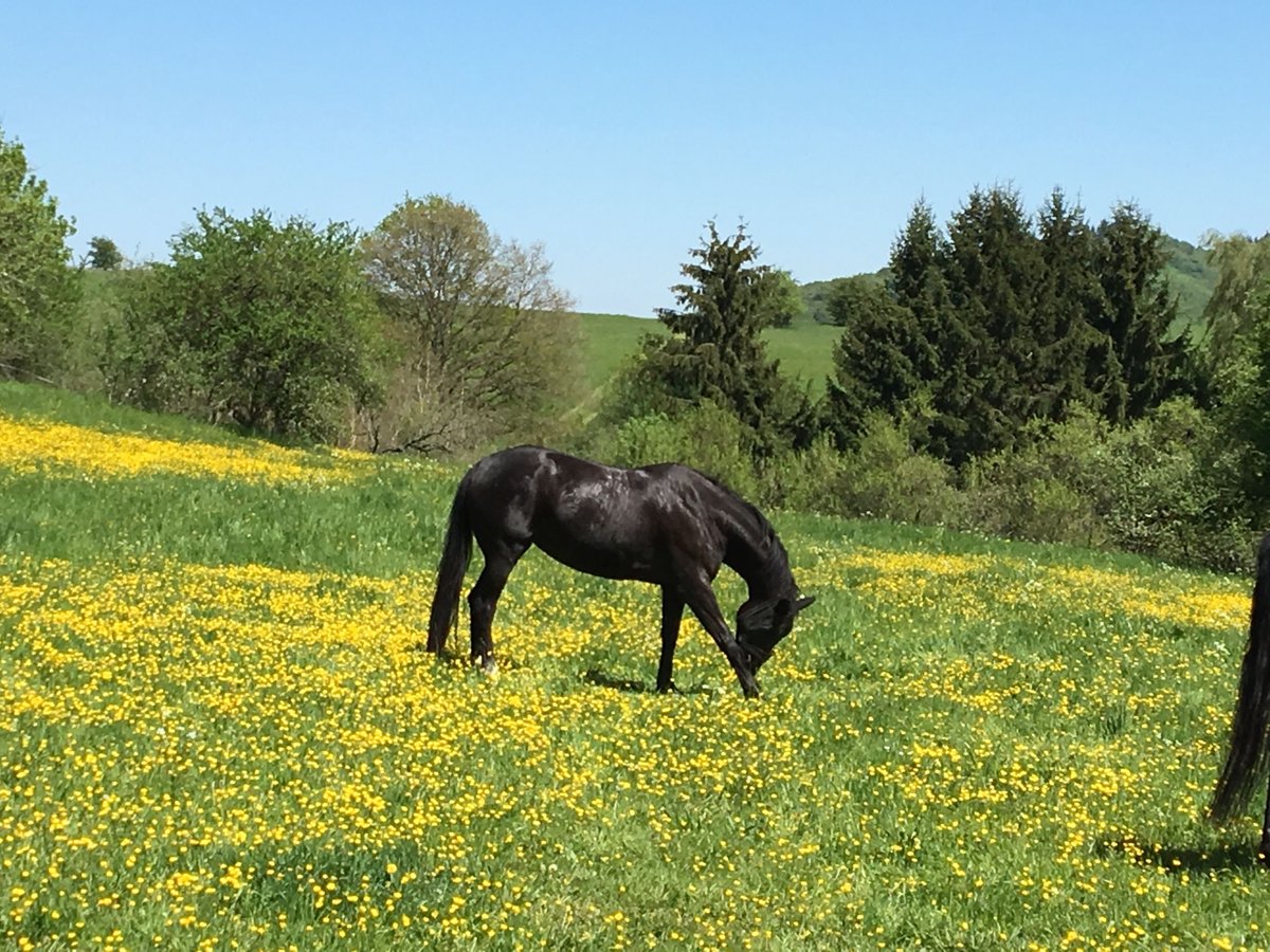 Oldenburg Mare 16 years 16,3 hh Black in Wetzlar