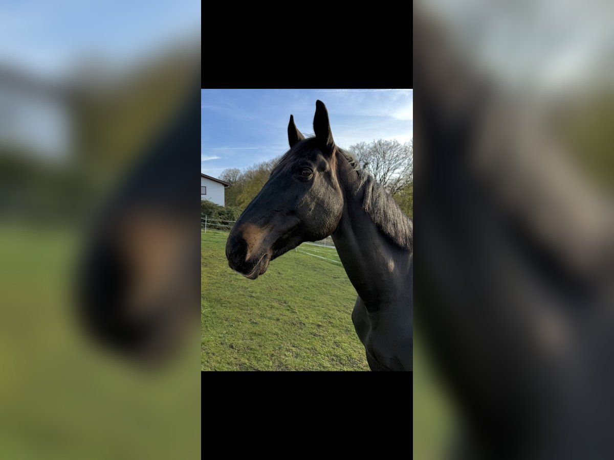 Oldenburg Mare 16 years 17,2 hh Black in Fernwald