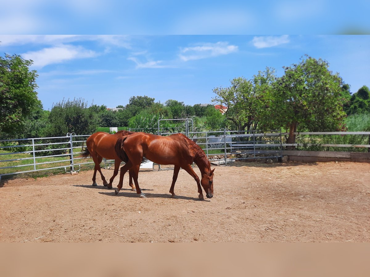 Oldenburg Mare 16 years Chestnut-Red in Sankt Margarethen im Burgenland