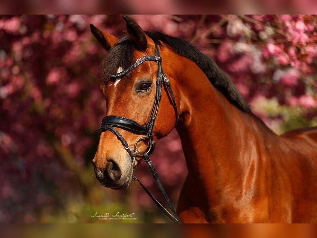 Oldenburg Mare 17 years 16,1 hh Brown in Dorsten