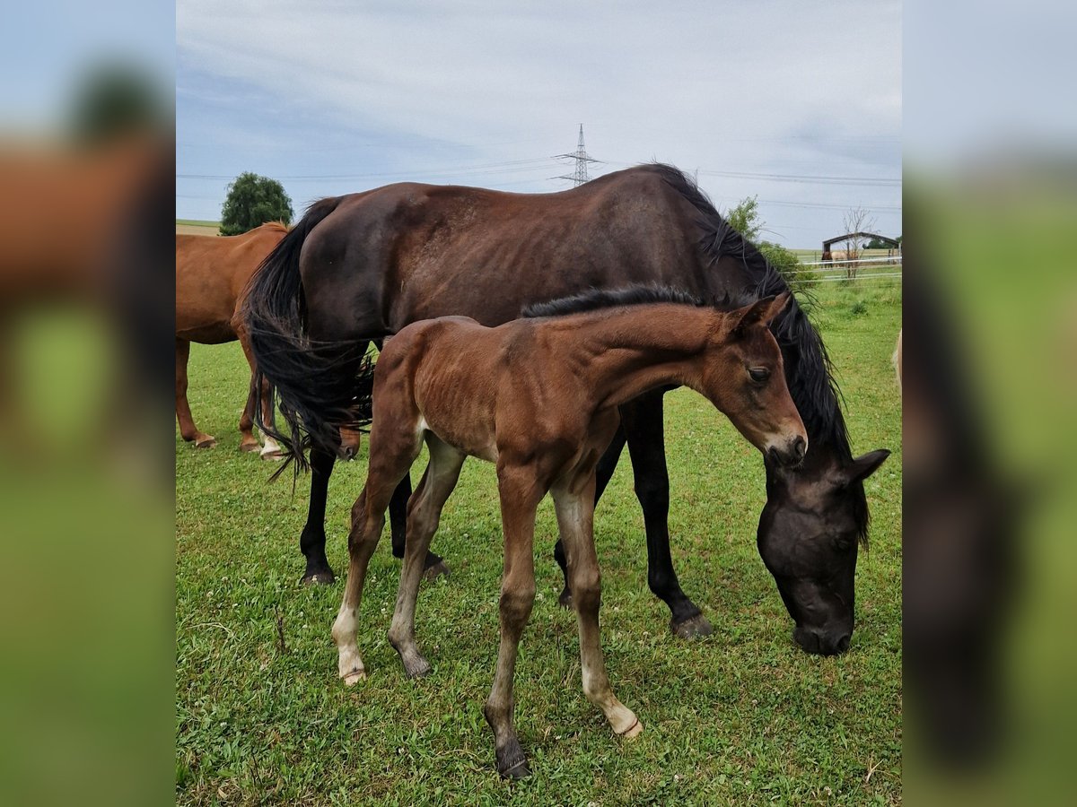 Oldenburg Mare 17 years 16 hh Black in Eberdingen