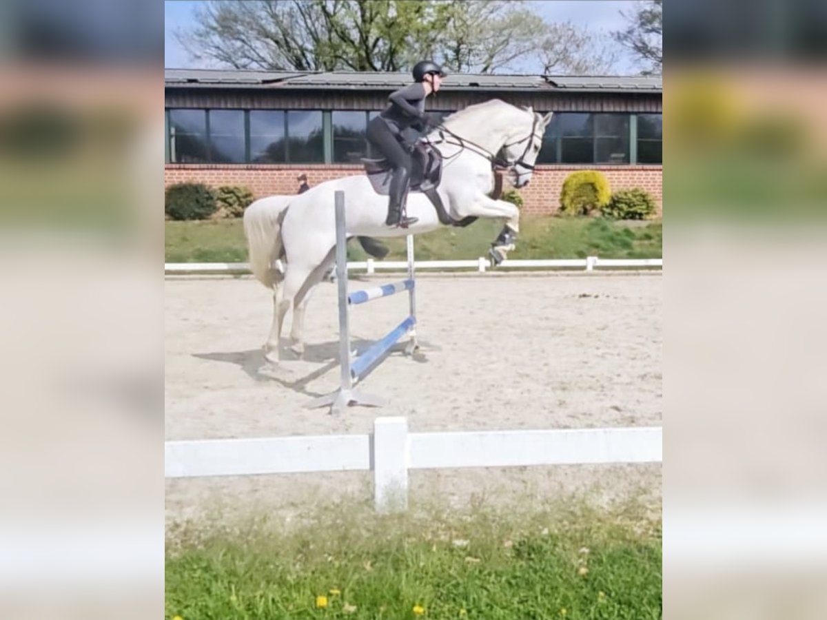 Oldenburg Mare 17 years 16 hh Gray in Meppen