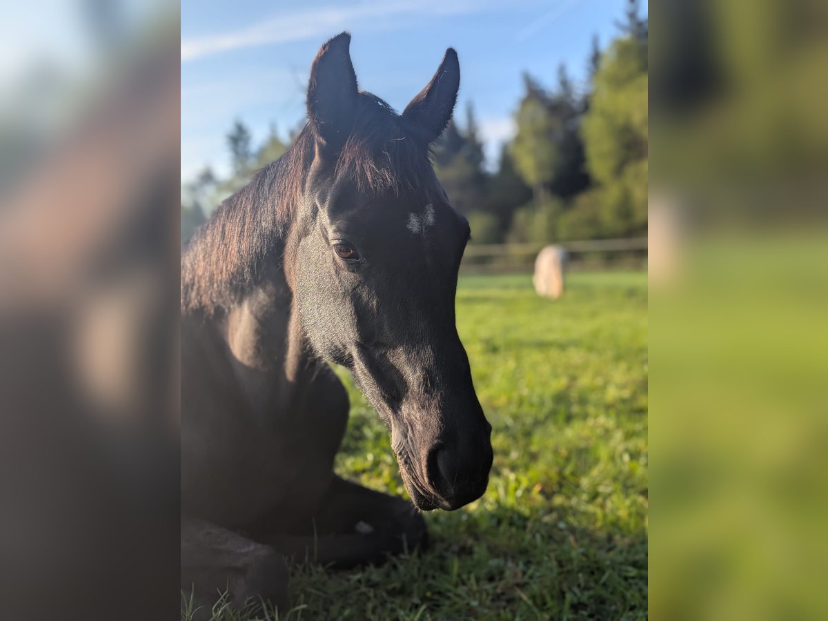 Oldenburg Mare 17 years 16,1 hh Black in Jesteburg