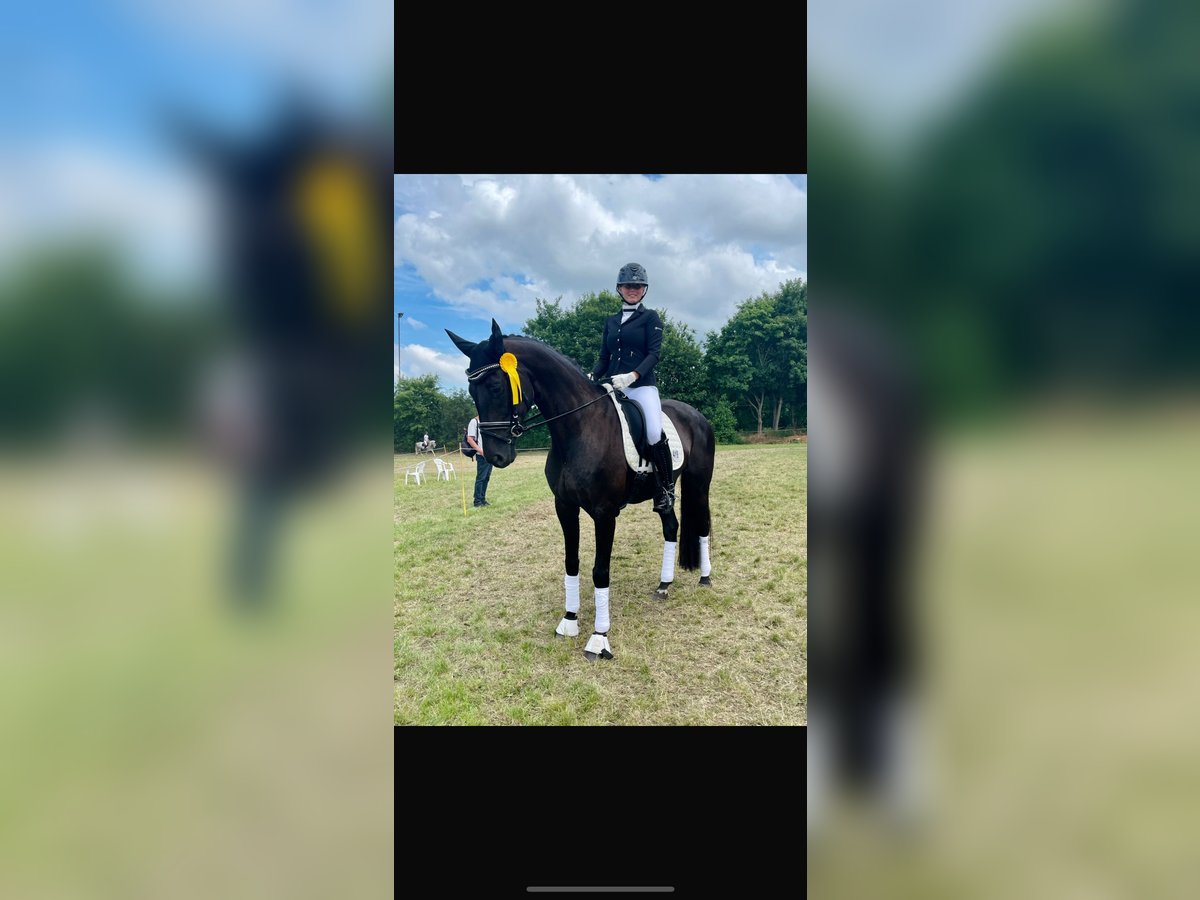 Oldenburg Mare 17 years 16,1 hh Black in Stade