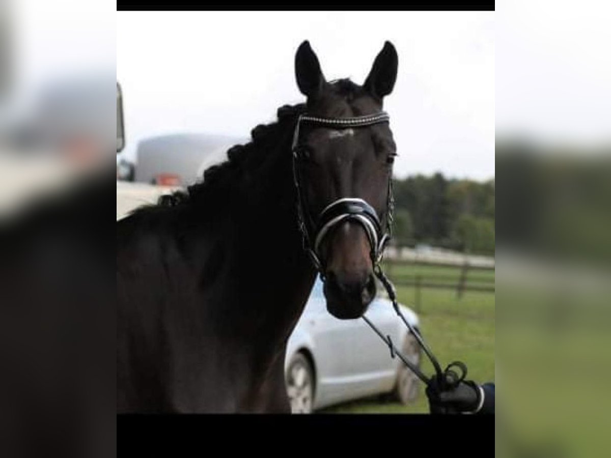 Oldenburg Mare 18 years 16,2 hh Bay-Dark in Osterburken