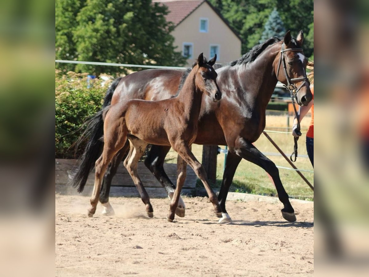 Oldenburg Mare 18 years 16,1 hh Smoky-Black in Immenreuth