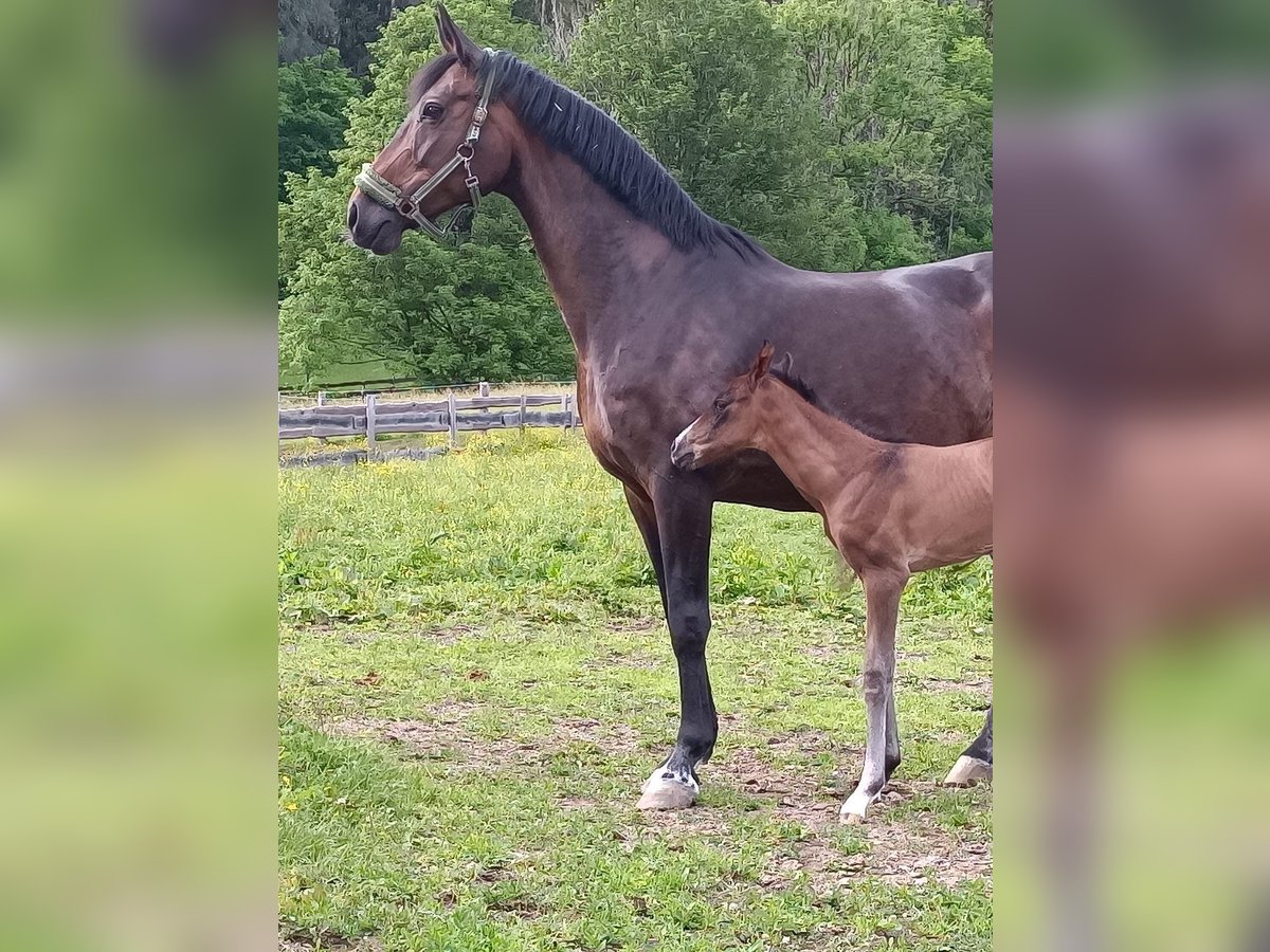 Oldenburg Mare 19 years 17 hh Bay-Dark in Schladming