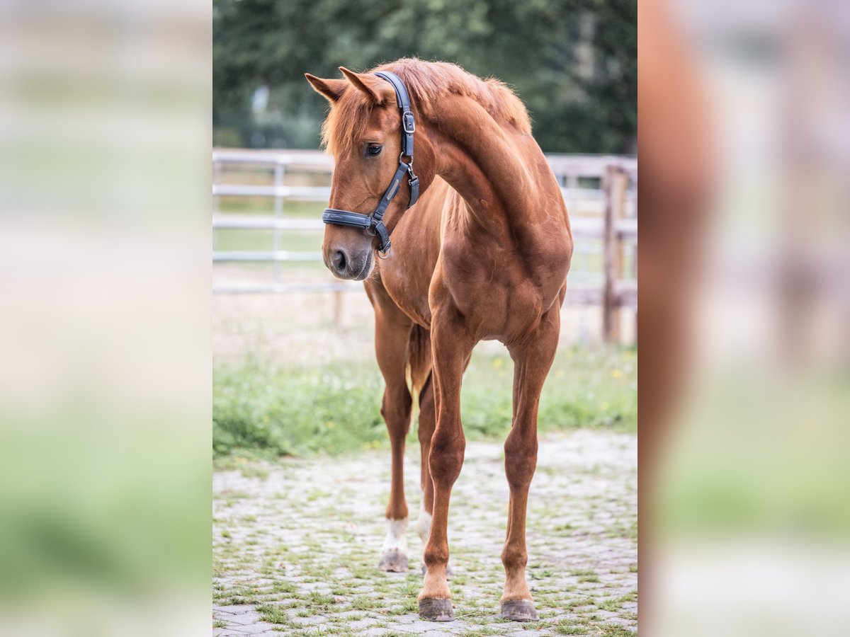 Oldenburg Mare 1 year 15 hh Chestnut-Red in Westoverledingen