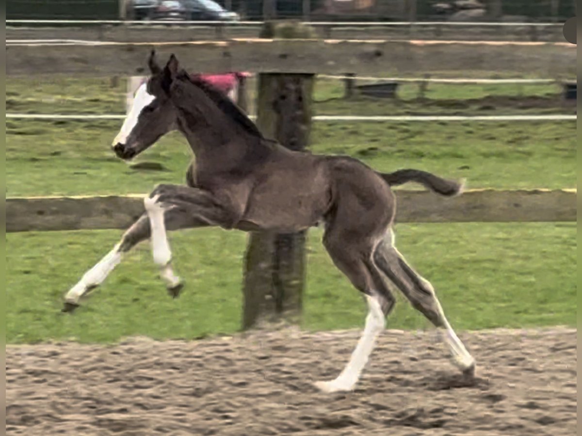 Oldenburg Mare 1 year 16,1 hh Black in Bramsche