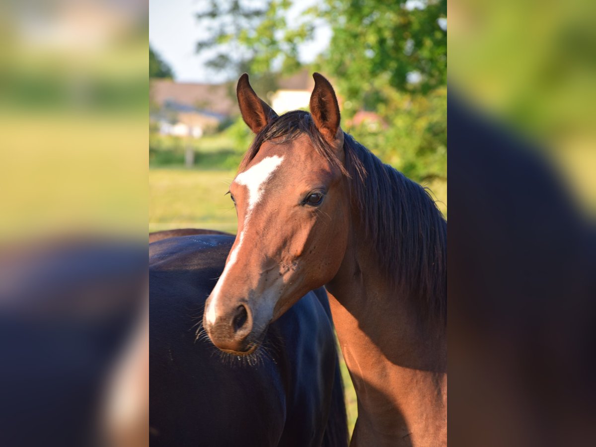 Oldenburg Mare 1 year 16,1 hh Brown in breendonk