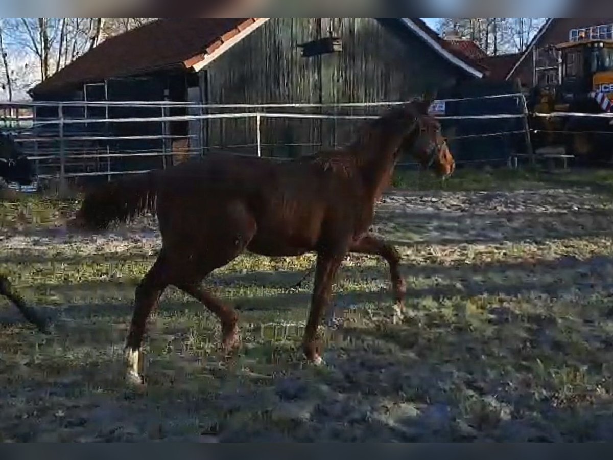 Oldenburg Mare 1 year 16,1 hh Chestnut in Wittmund