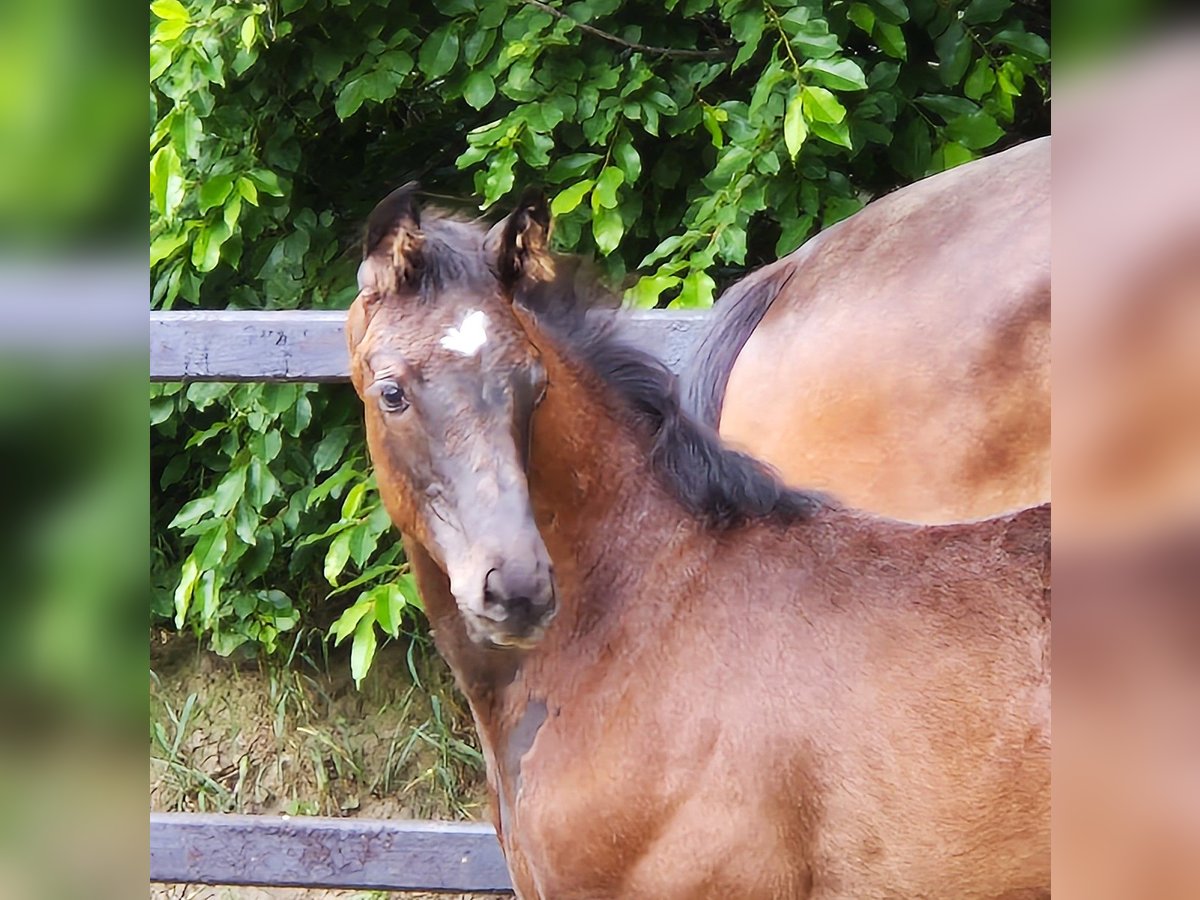 Oldenburg Mare 1 year 16,2 hh Black in Emstek