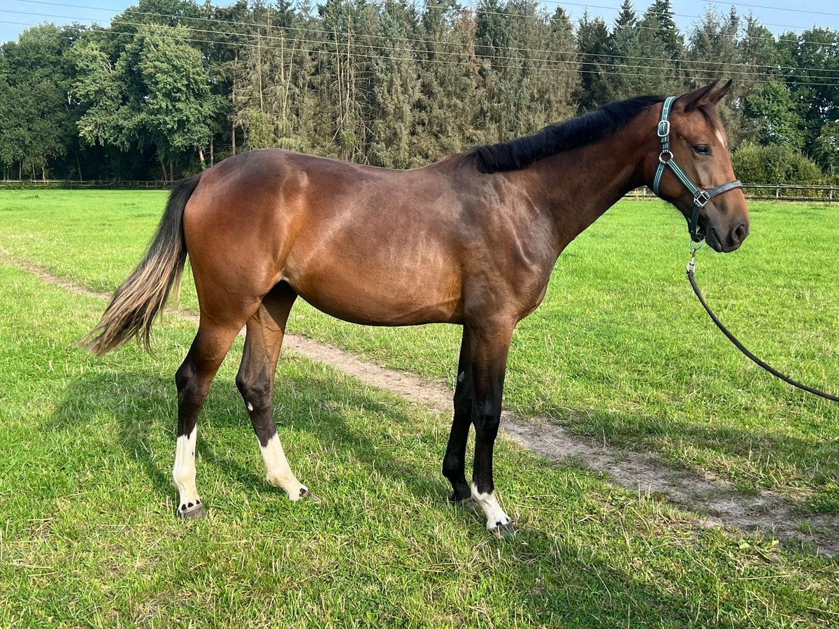 Oldenburg Mare 1 year 16,2 hh Brown in Ganderkesee