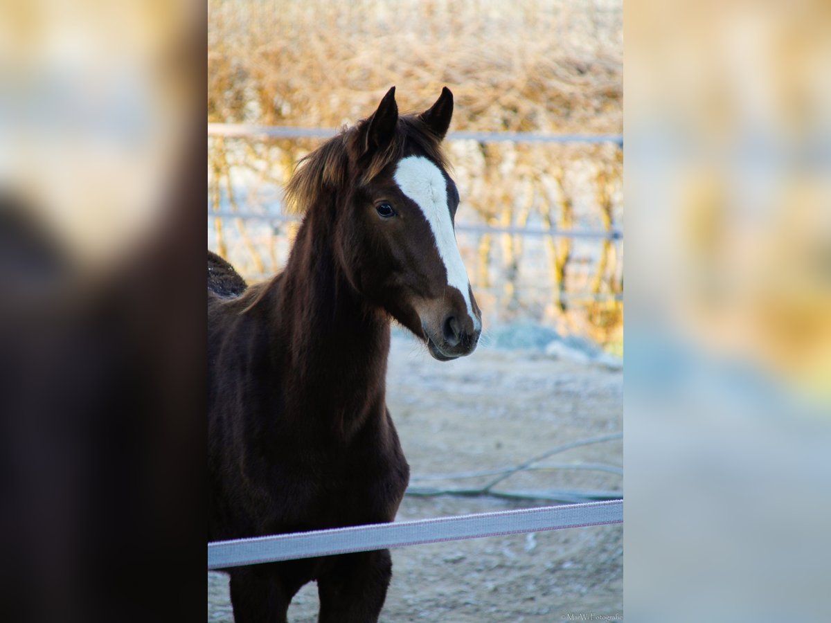 Oldenburg Mare 1 year 16,2 hh Chestnut in Laag-Keppel