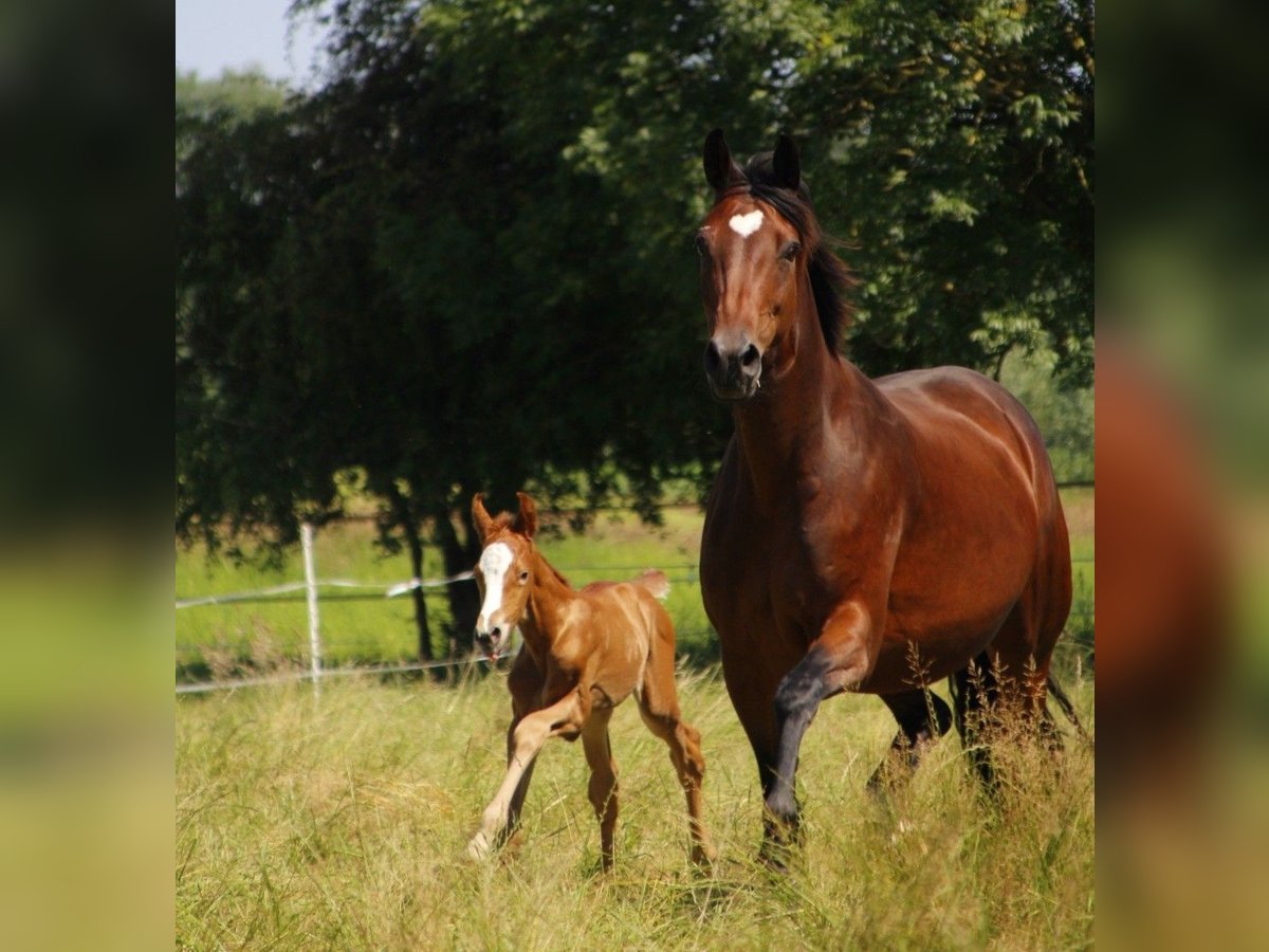 Oldenburg Mare 1 year 16,2 hh Chestnut-Red in Laag-Keppel