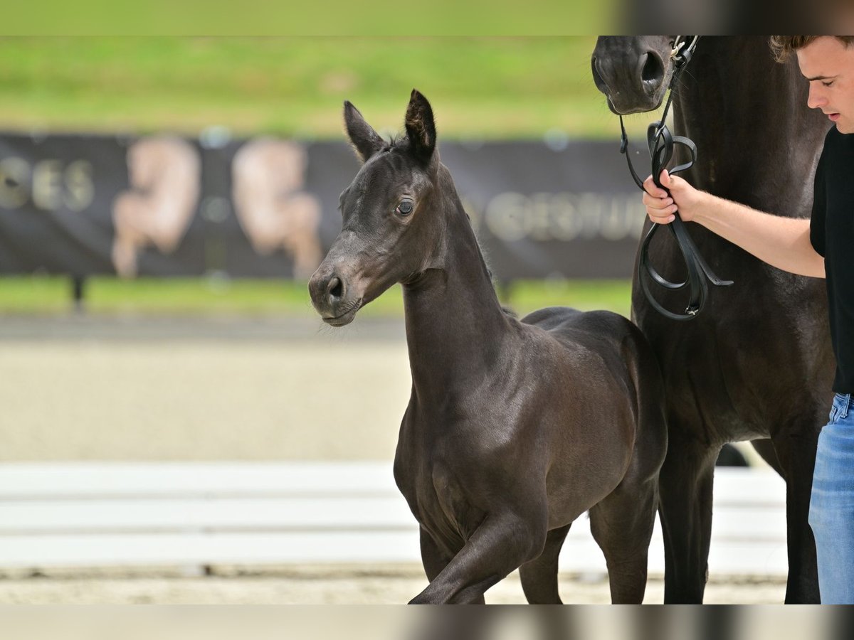 Oldenburg Mare 1 year 16,2 hh Smoky-Black in Bad Freienwalde