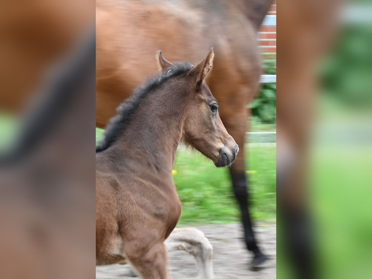 Oldenburg Mare 1 year 16,3 hh Brown in Emstek