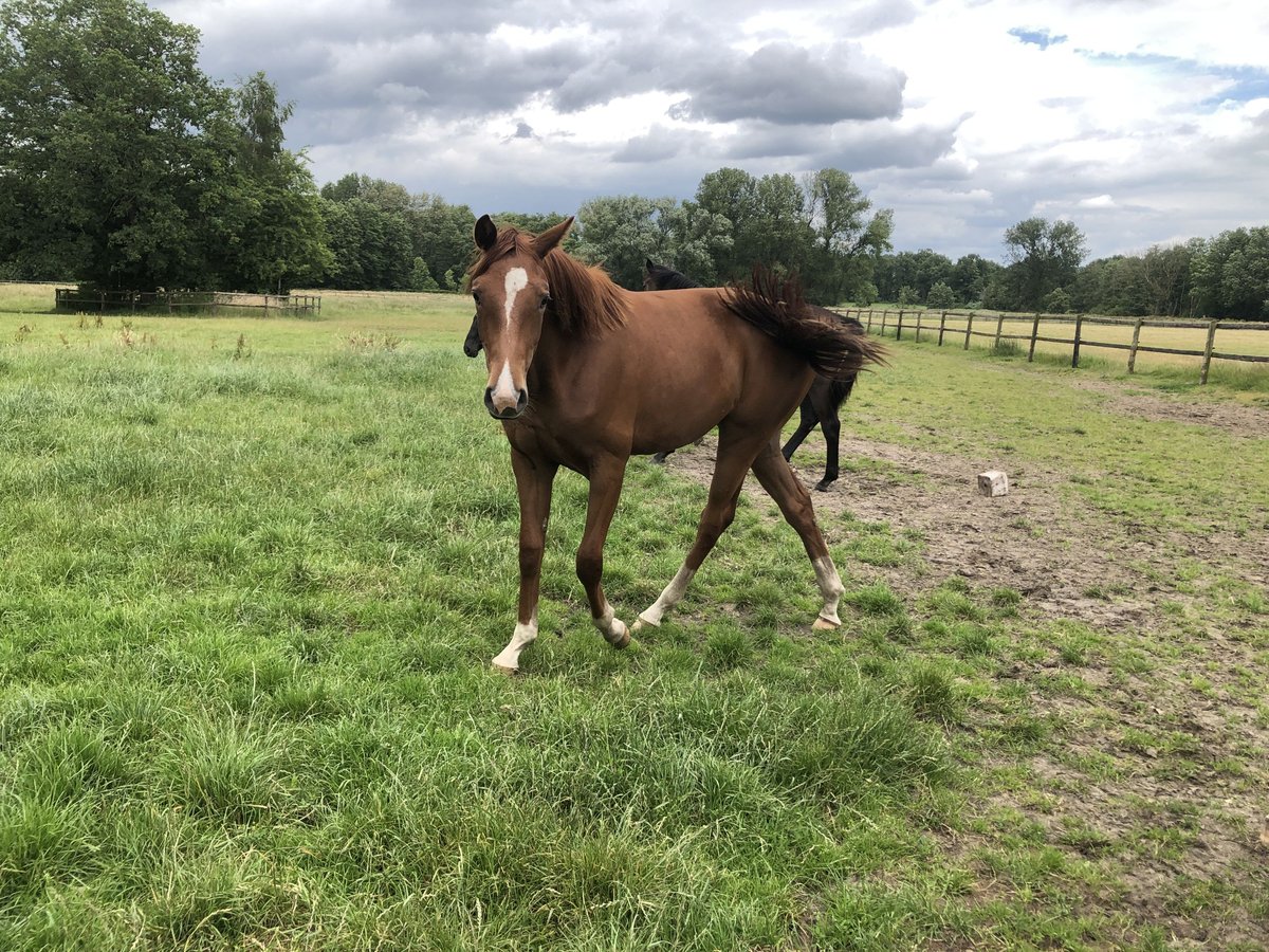 Oldenburg Mare 1 year 16,3 hh Chestnut in Lastrup