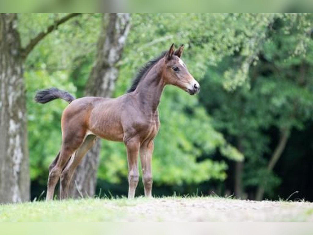Oldenburg Mare 1 year 16,1 hh Brown in Melle Oldenburg Mare 1 year 16,1 hh Brown in Melle
