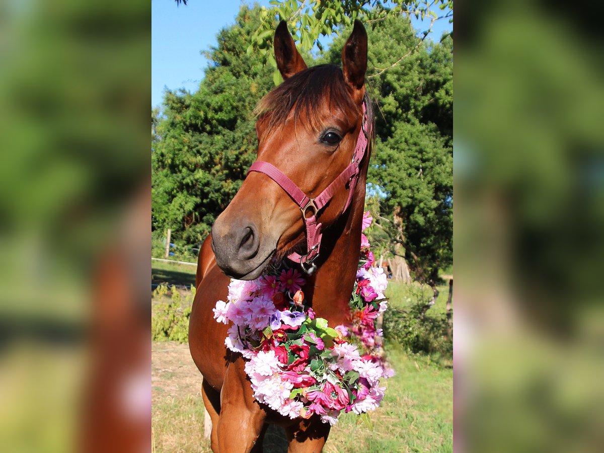 Oldenburg Mare 1 year 16,2 hh Brown in Thiers
