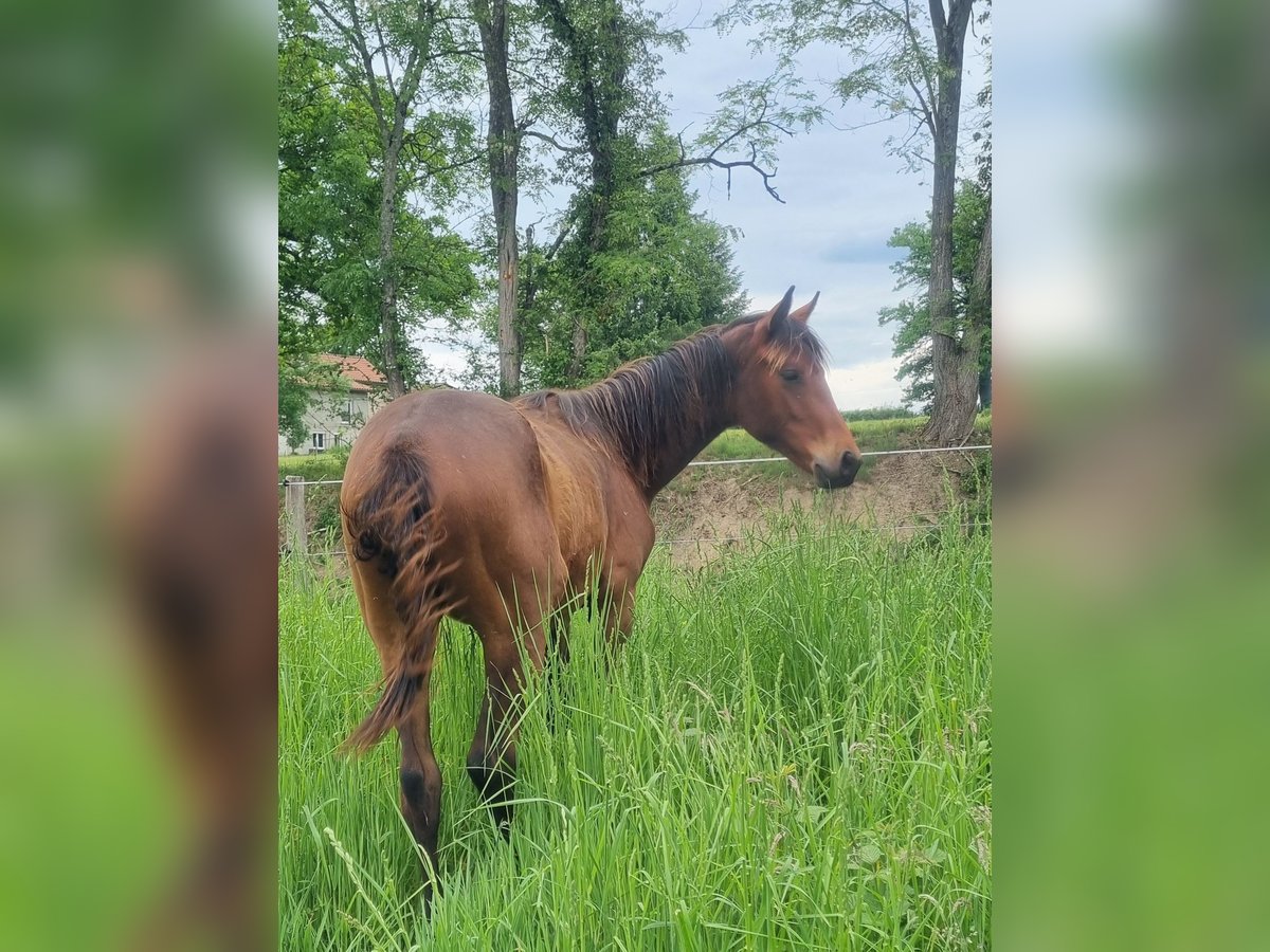 Oldenburg Mare 1 year 16,2 hh Brown in Thiers