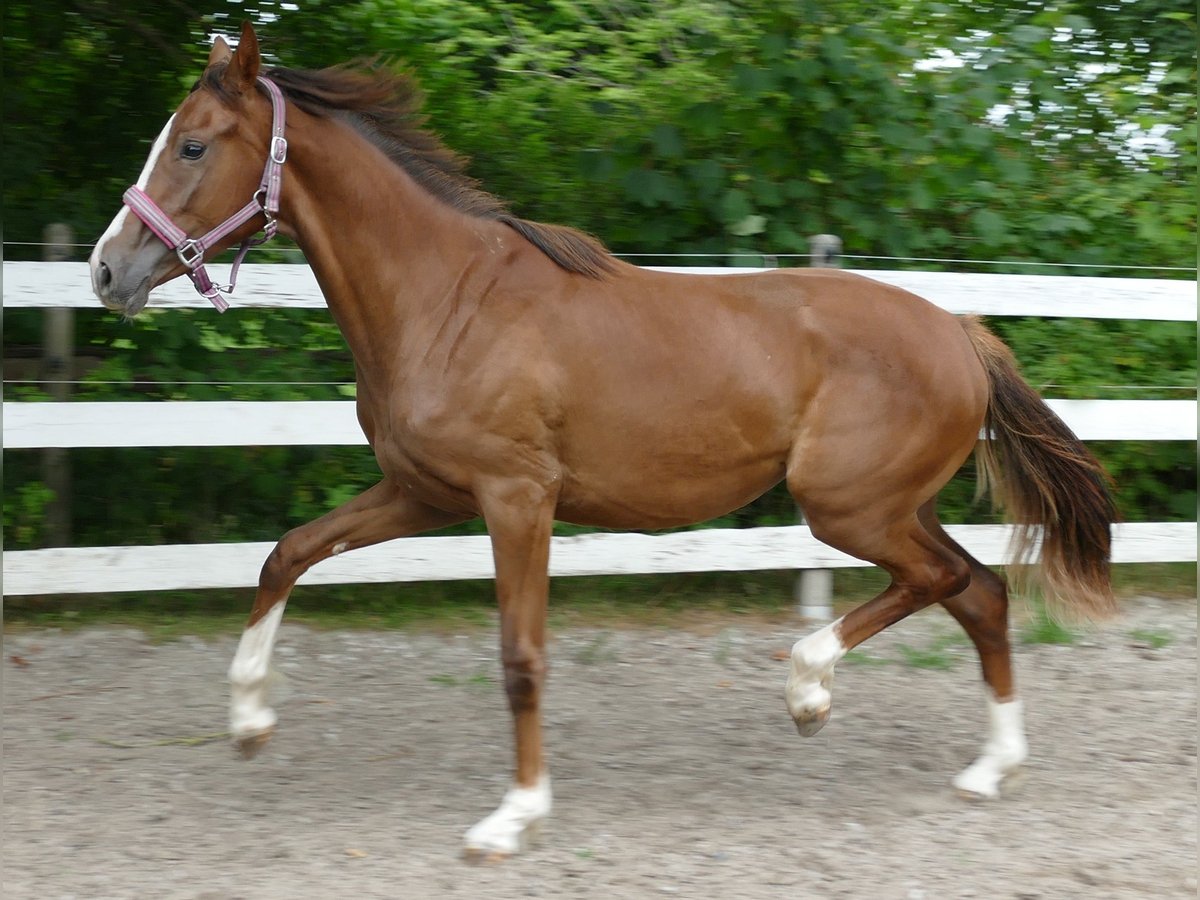 Oldenburg Mare 1 year 16,3 hh Chestnut in Greifenstein