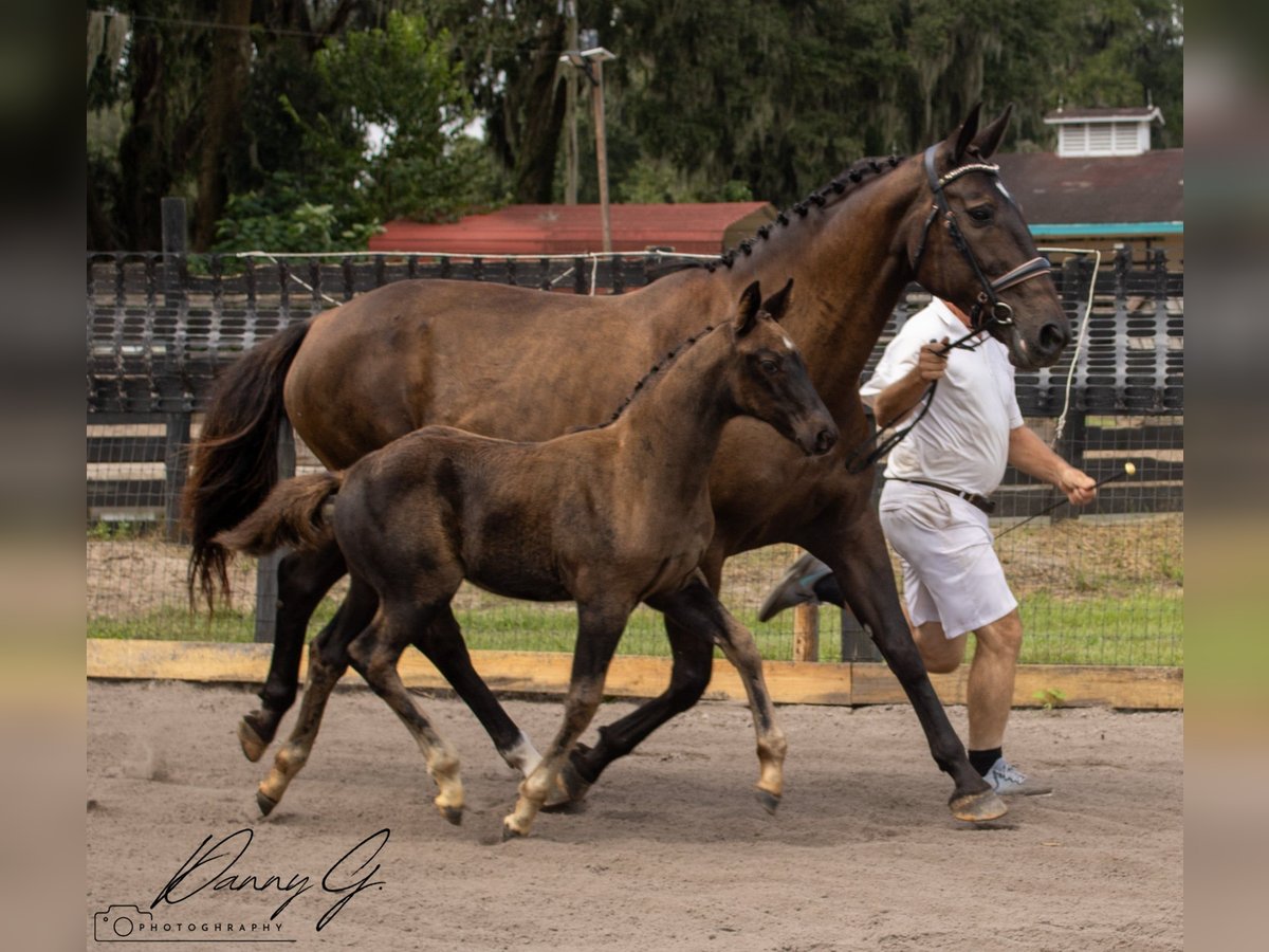 Oldenburg Mare 1 year 17 hh Bay-Dark in CitraCitra FL