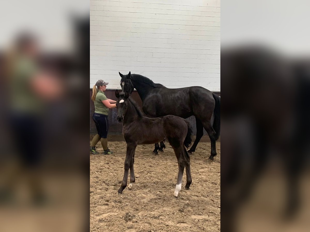 Oldenburg Mare 1 year 17 hh Black in Hamburg Osdorf