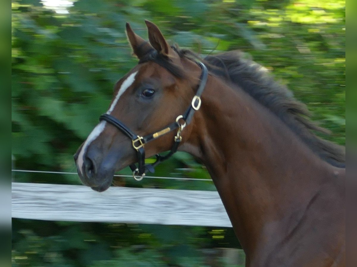 Oldenburg Mare 1 year 17 hh Chestnut in Greifenstein