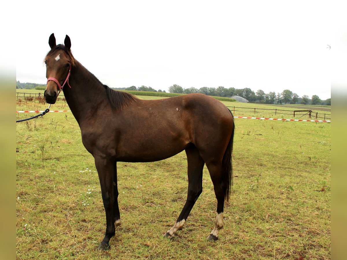 Oldenburg Mare 1 year Bay-Dark in Lastrup