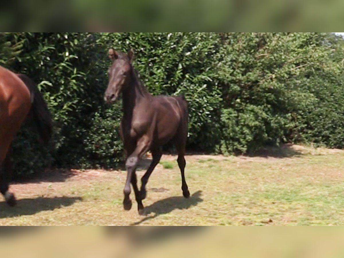 Oldenburg Mare 1 year Bay-Dark in Vrees