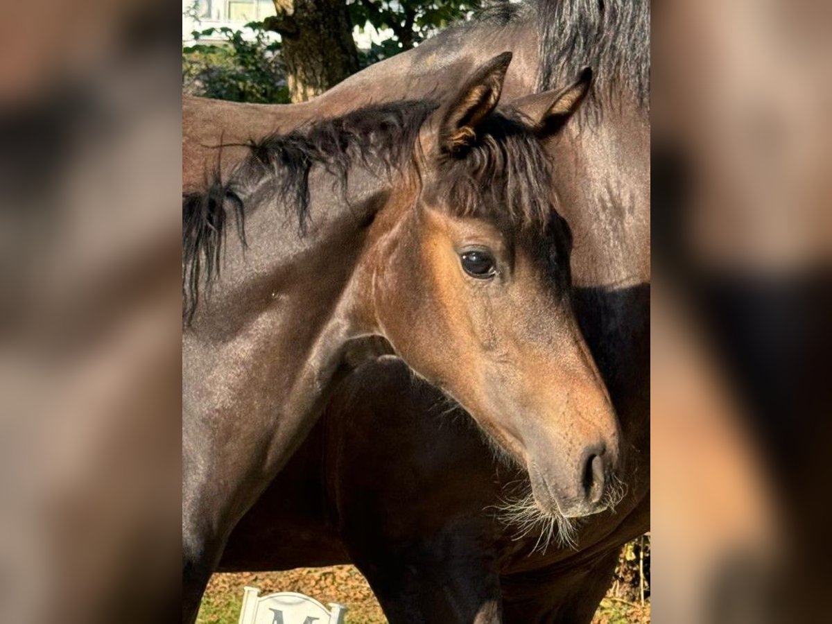 Oldenburg Mare 1 year Bay-Dark in Eschenburg