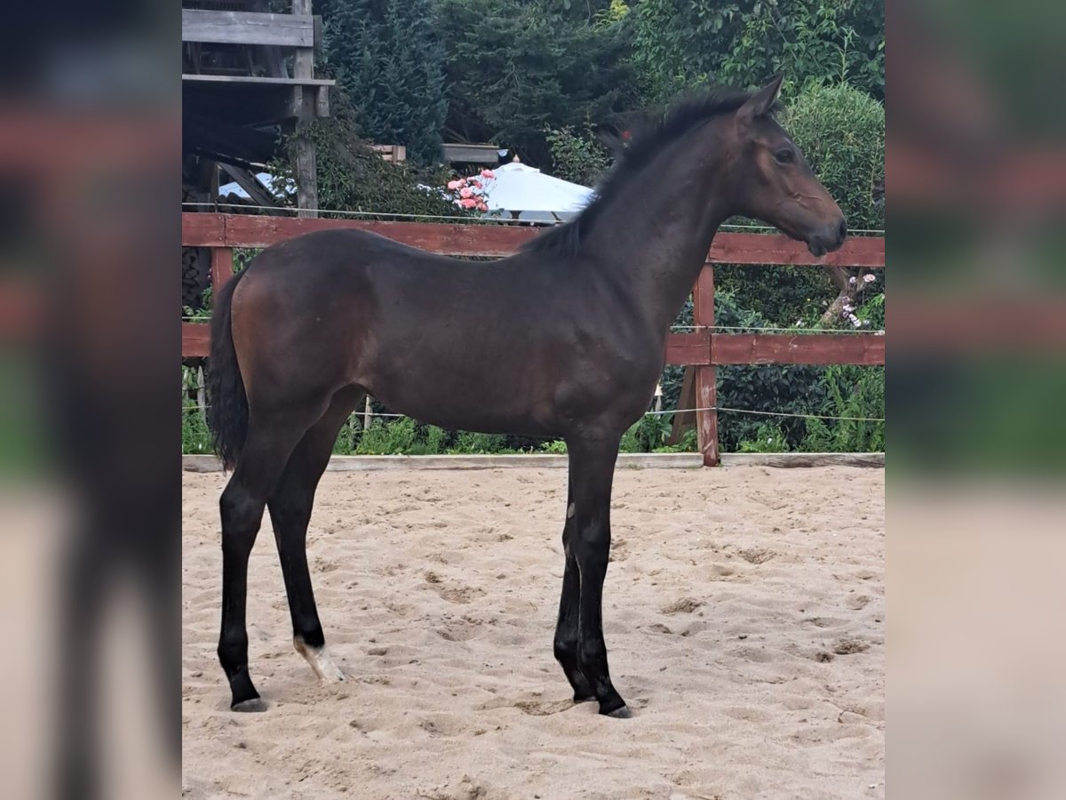 Oldenburg Mare 1 year Bay-Dark in Neustadt in Holstein / Altenkrempe