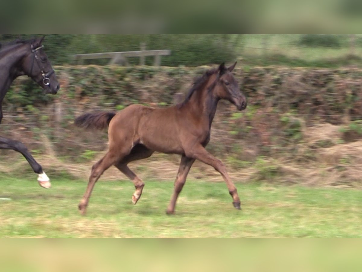 Oldenburg Mare 1 year Black in Cloppenburg