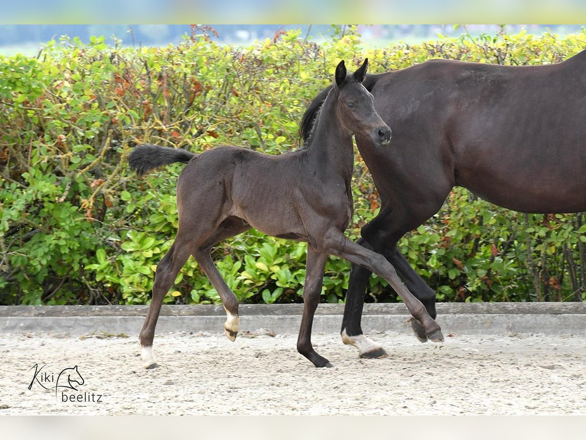 Oldenburg Mare 1 year Black in Ganderkesee