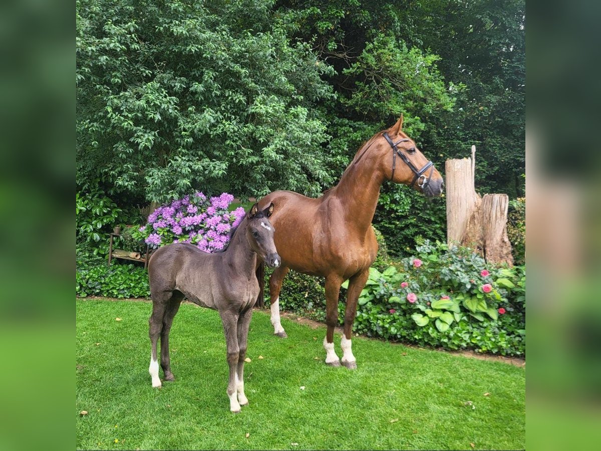 Oldenburg Mare 1 year Brown in Löningen