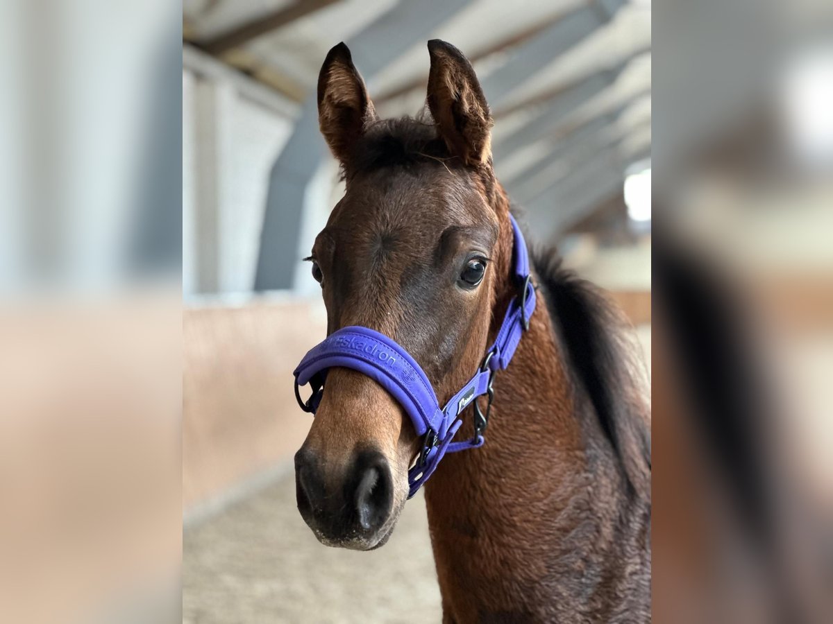 Oldenburg Mare 1 year Brown in Winsen (Luhe)