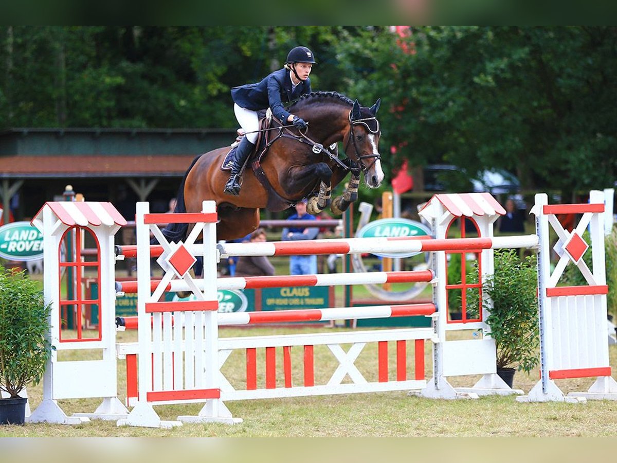 Oldenburg Mare 1 year Brown in Großenkneten