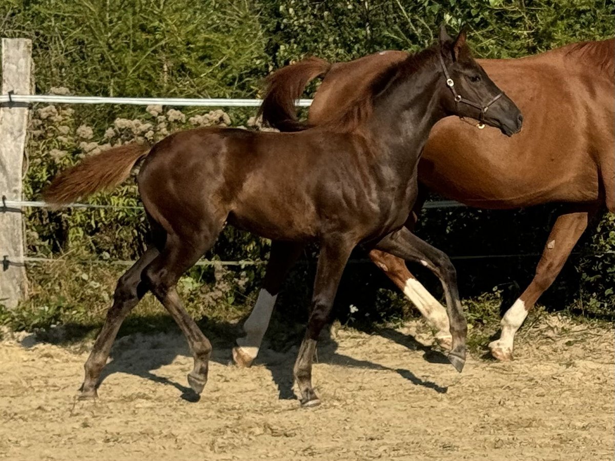 Oldenburg Mare 1 year Chestnut in Dillenburg