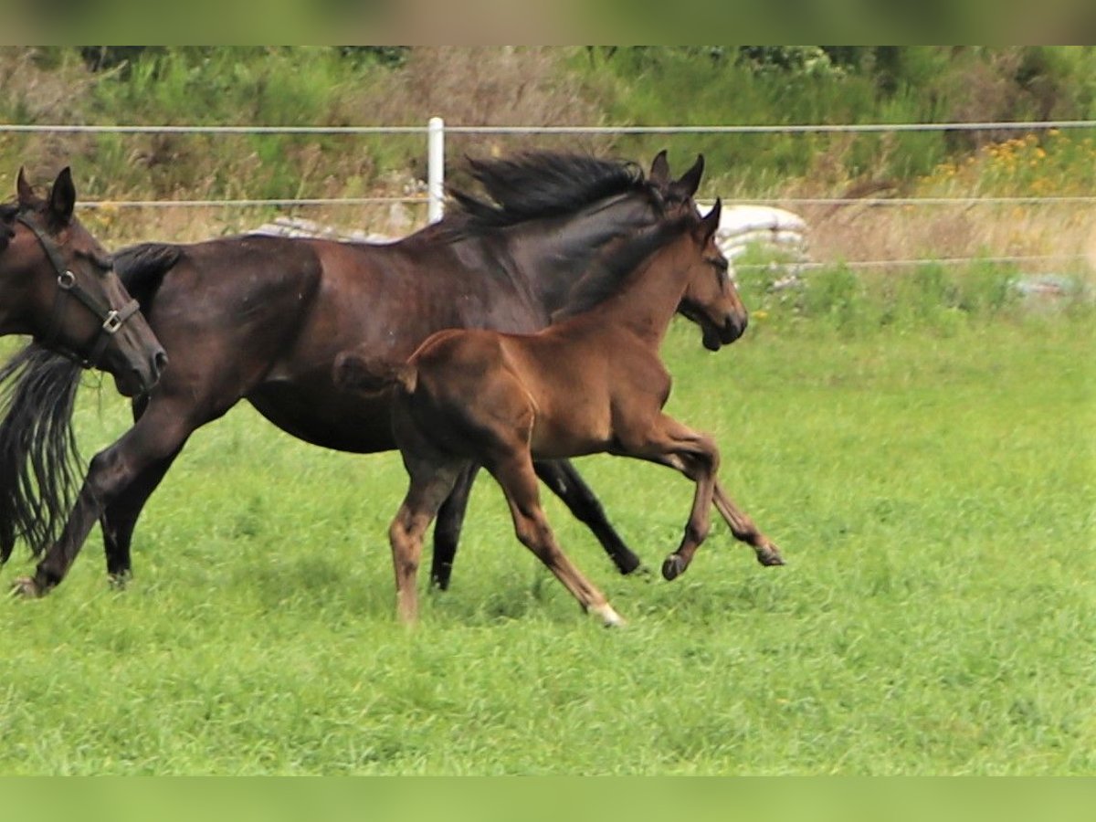 Oldenburg Mare 1 year in Hankensbüttel