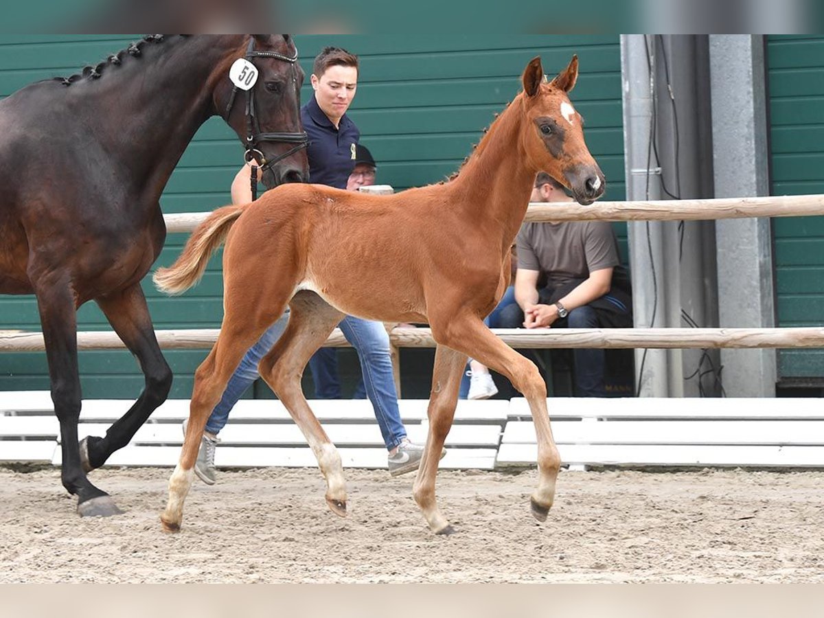 Oldenburg Mare 1 year in Freren