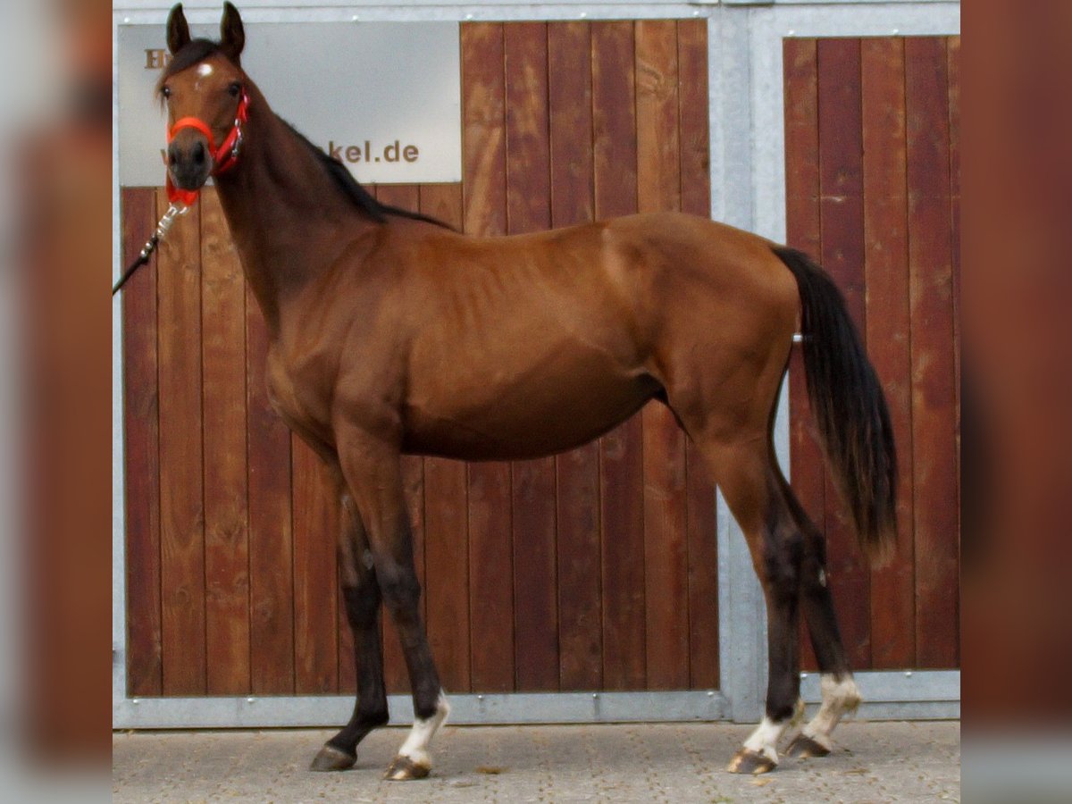 Oldenburg Mare 1 year in Dorsten
