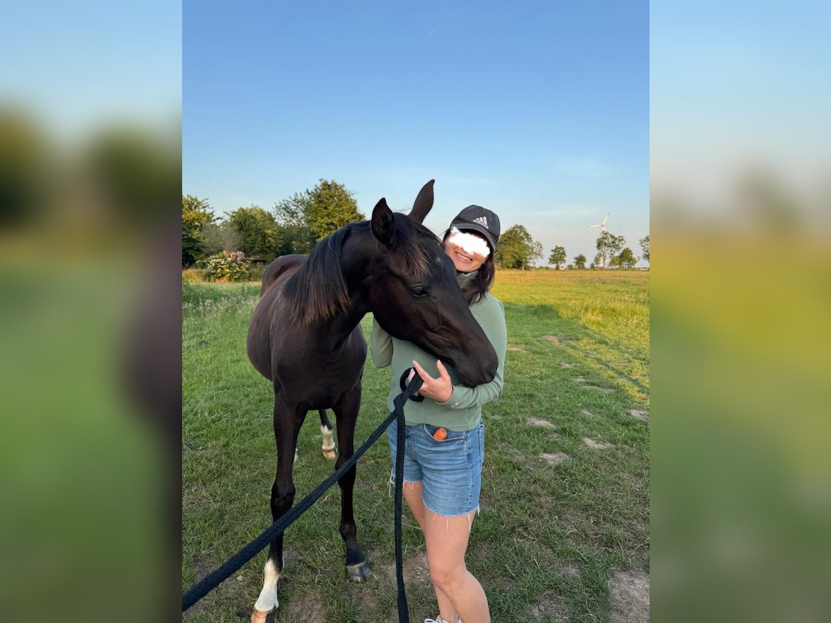 Oldenburg Mare 1 year Smoky-Black in Berne